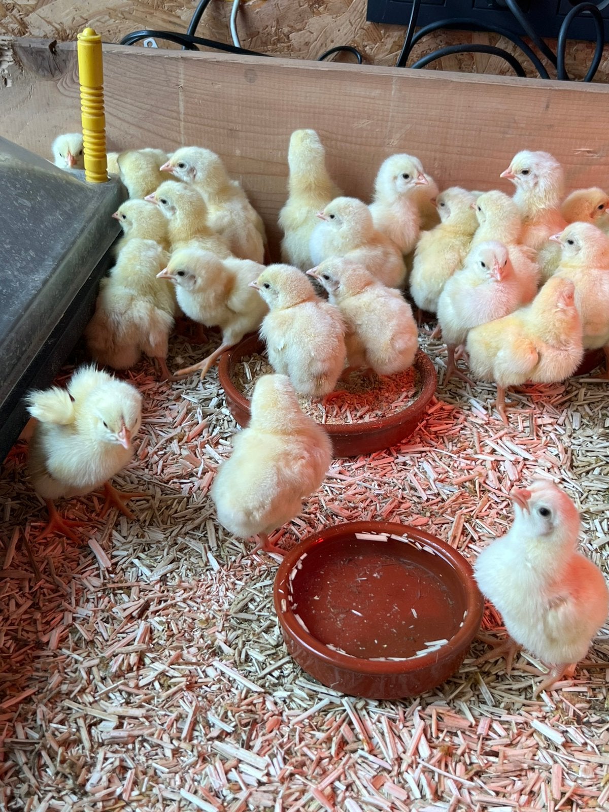 Kuikens beschikbaar, Dieren en Toebehoren
