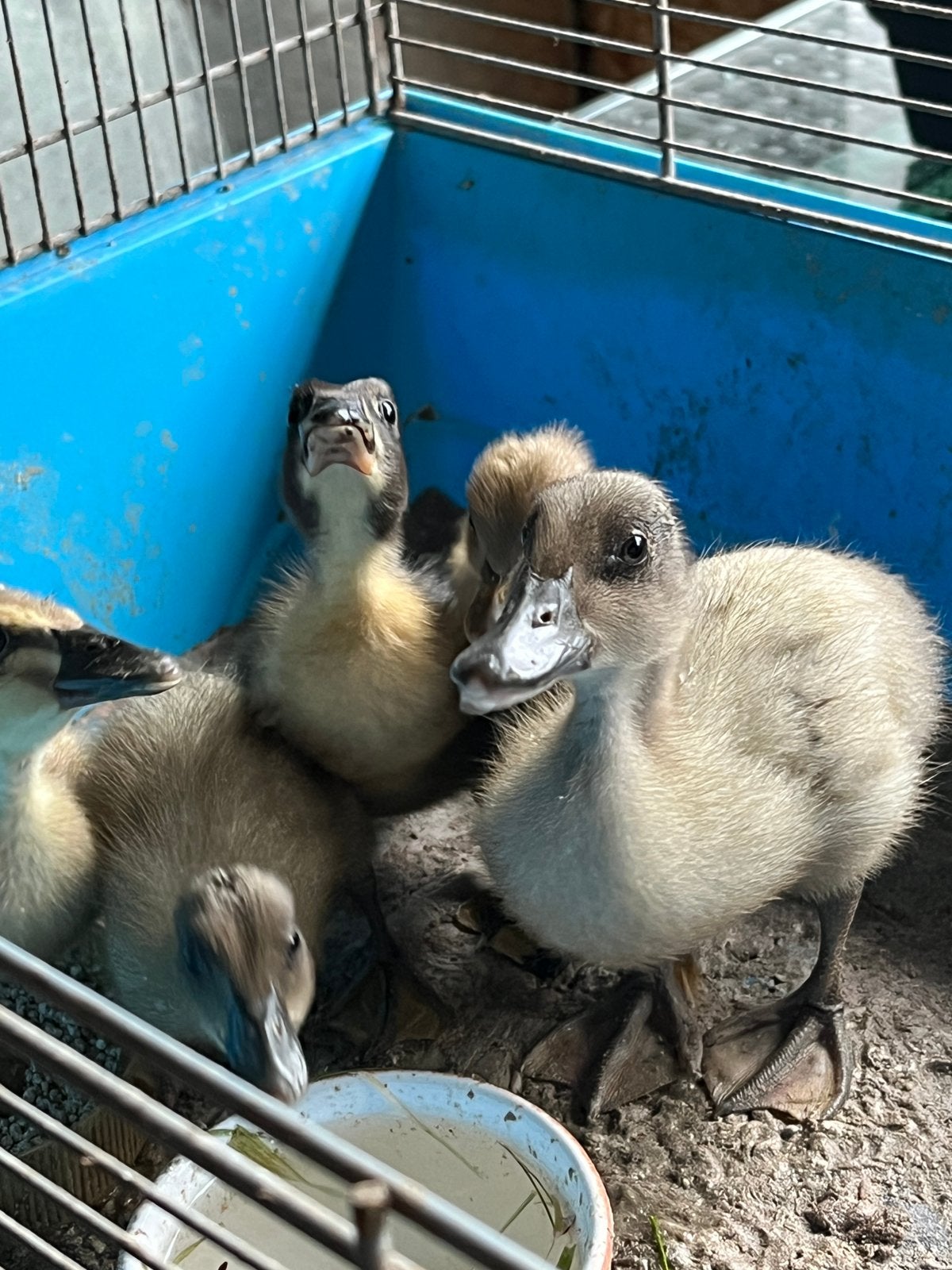 Eendjes
