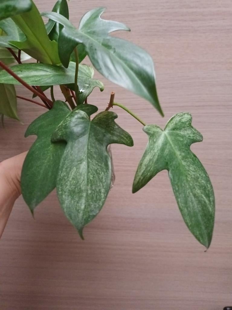 Philodendron florida ghost, Maison & Meubles, Plantes d'intérieur, Enlèvement ou Envoi