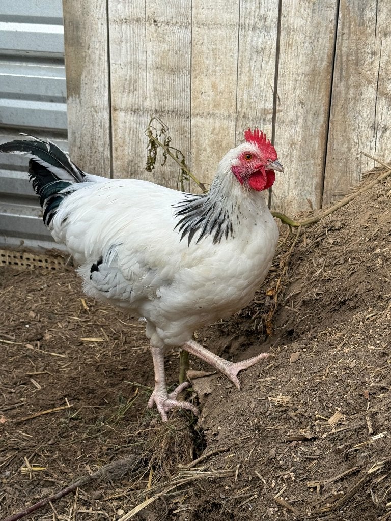 4 coqs à vendre, Animaux & Accessoires, Mâle, Poule ou poulet