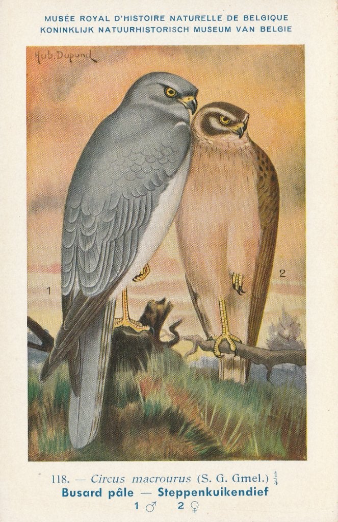 STEPPENKUIKENDIEF, Verzamelen, Ophalen of Verzenden, Ongelopen, Vogel
