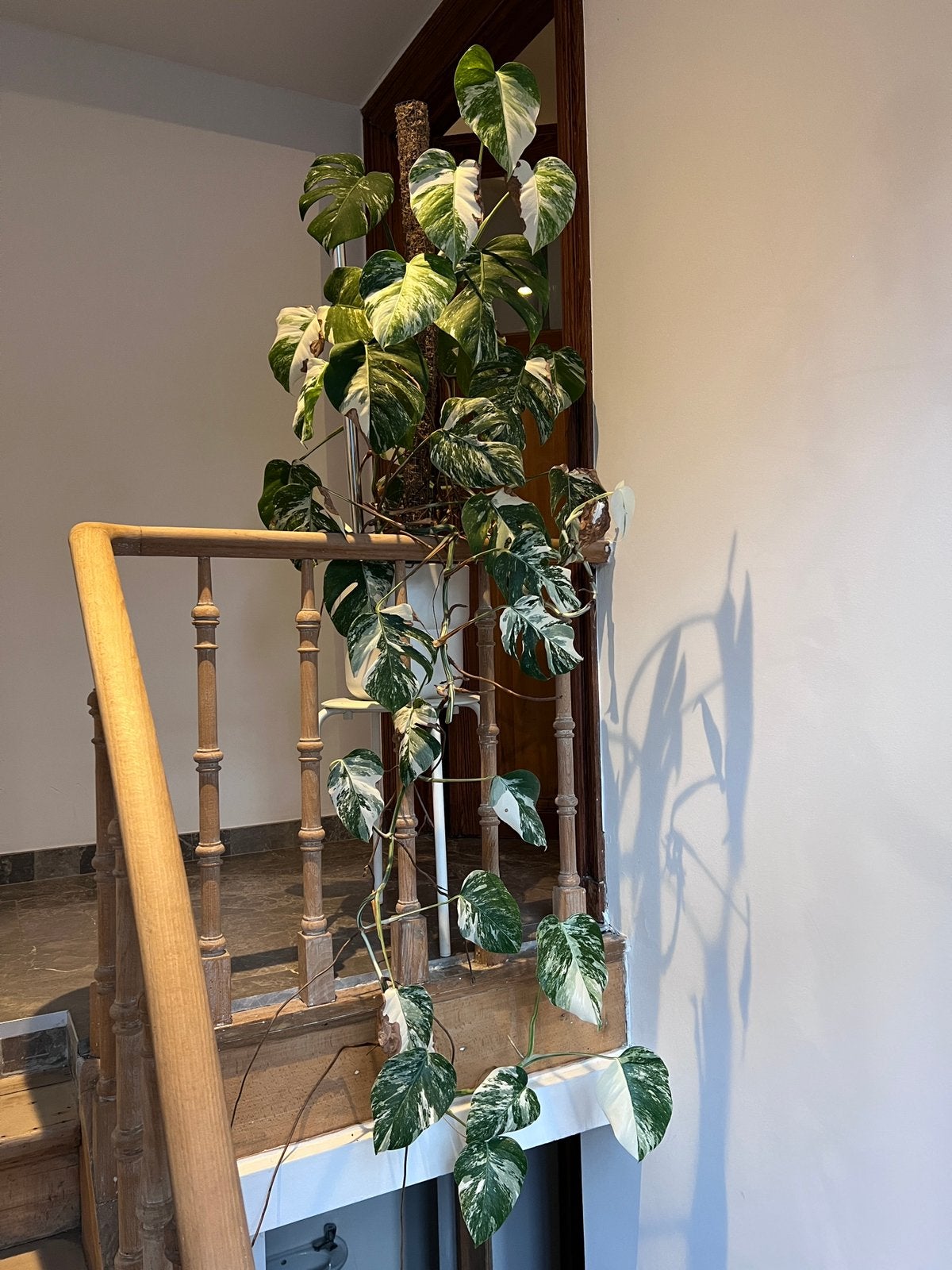 monstera deliciosa variegata met pot, Enlèvement