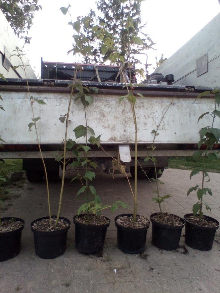 Streepjes bast esdoorn. Acer capillipes, Tuin en Terras, Ophalen
