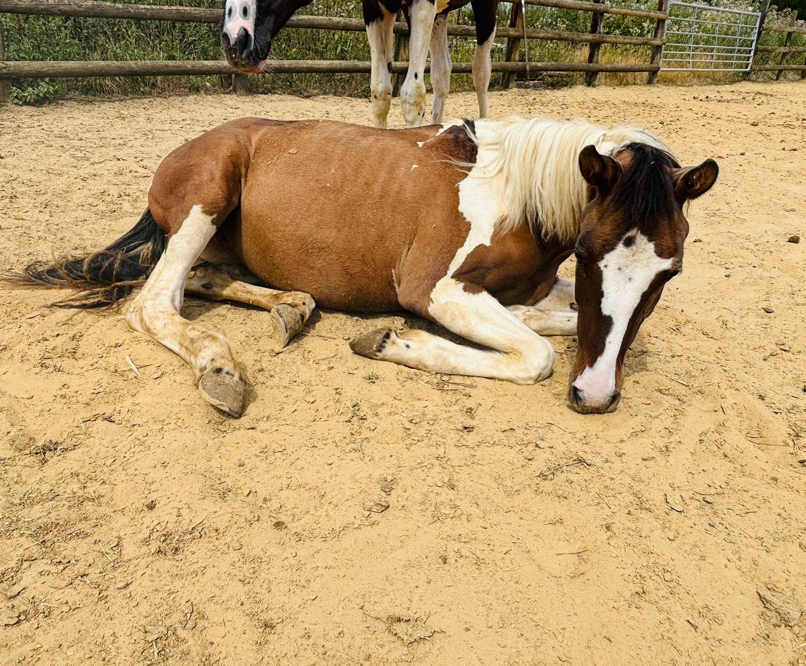 D-pony/paint merrie, Merrie, 0 tot 2 jaar, C pony (1.27m tot 1.37m), Gechipt