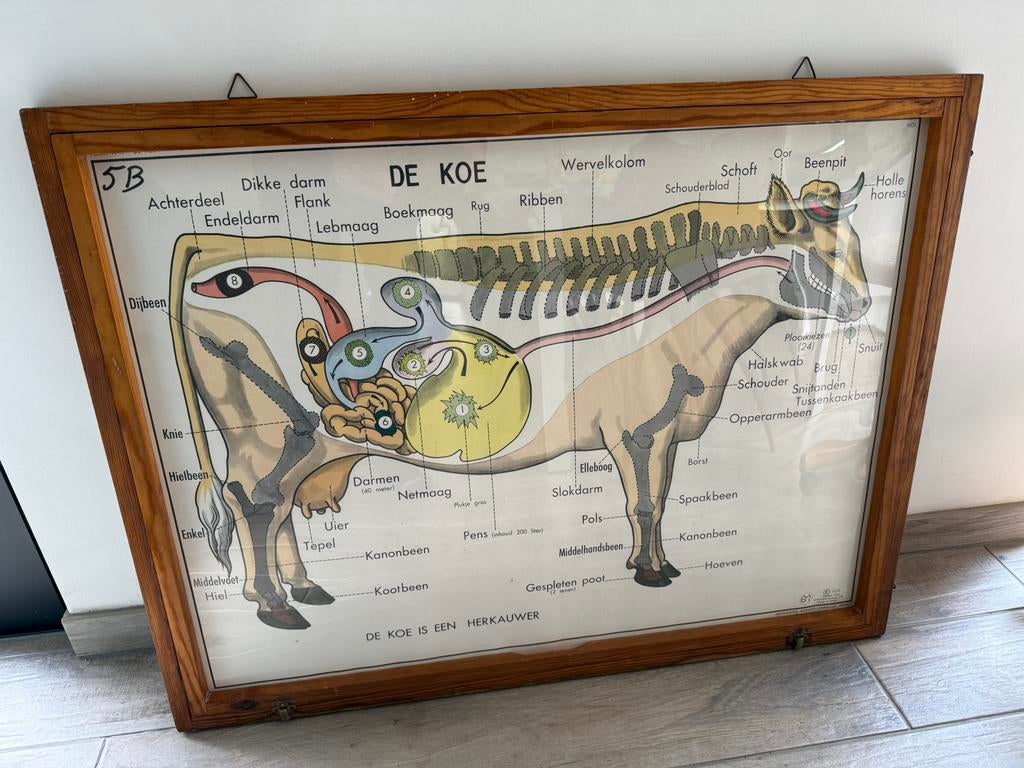 Vintage kader met schoolplaten dieren MDI 1972, Antiek en Kunst, Ophalen