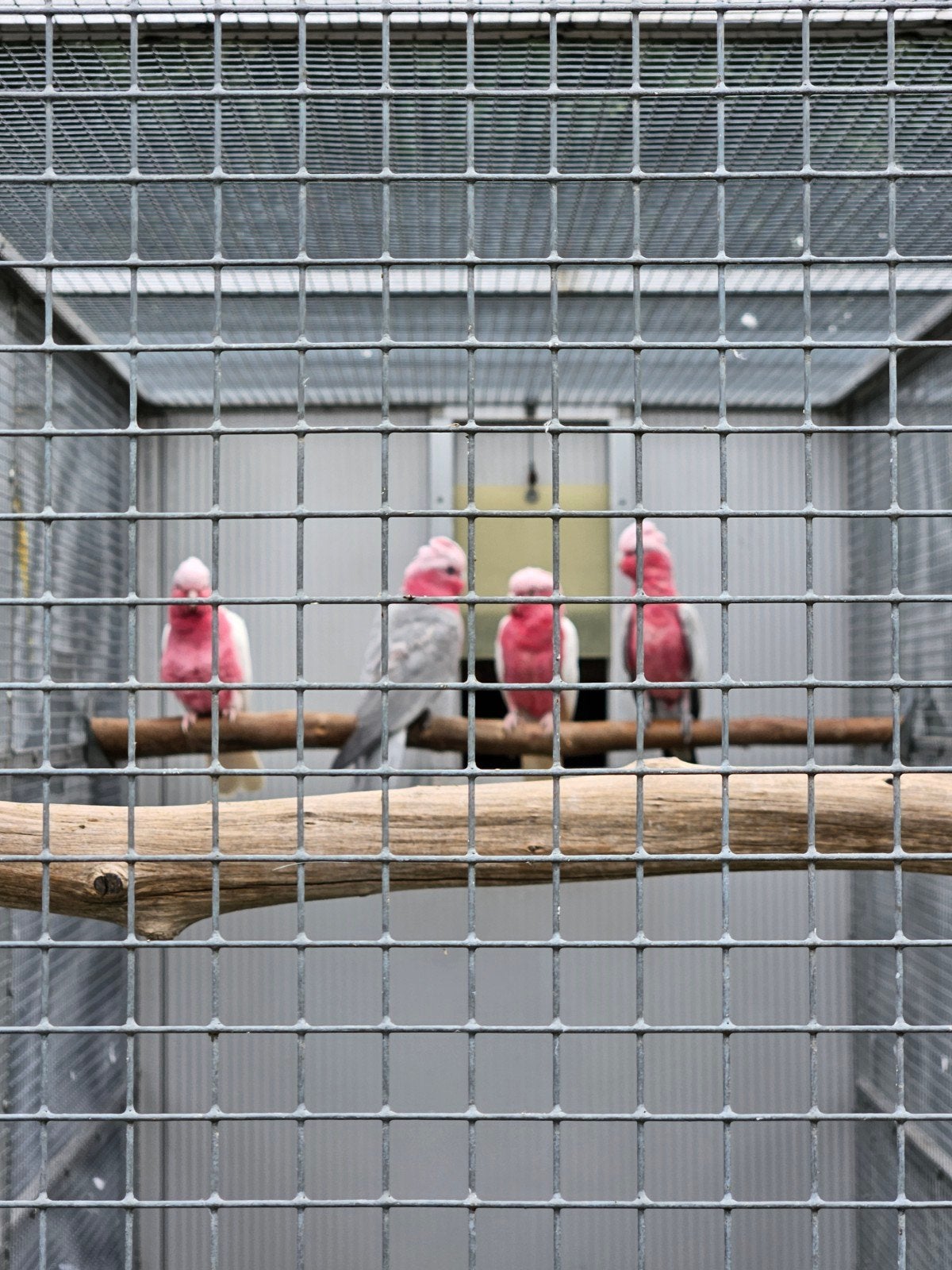 Rose kaketoes lutino, Dieren en Toebehoren