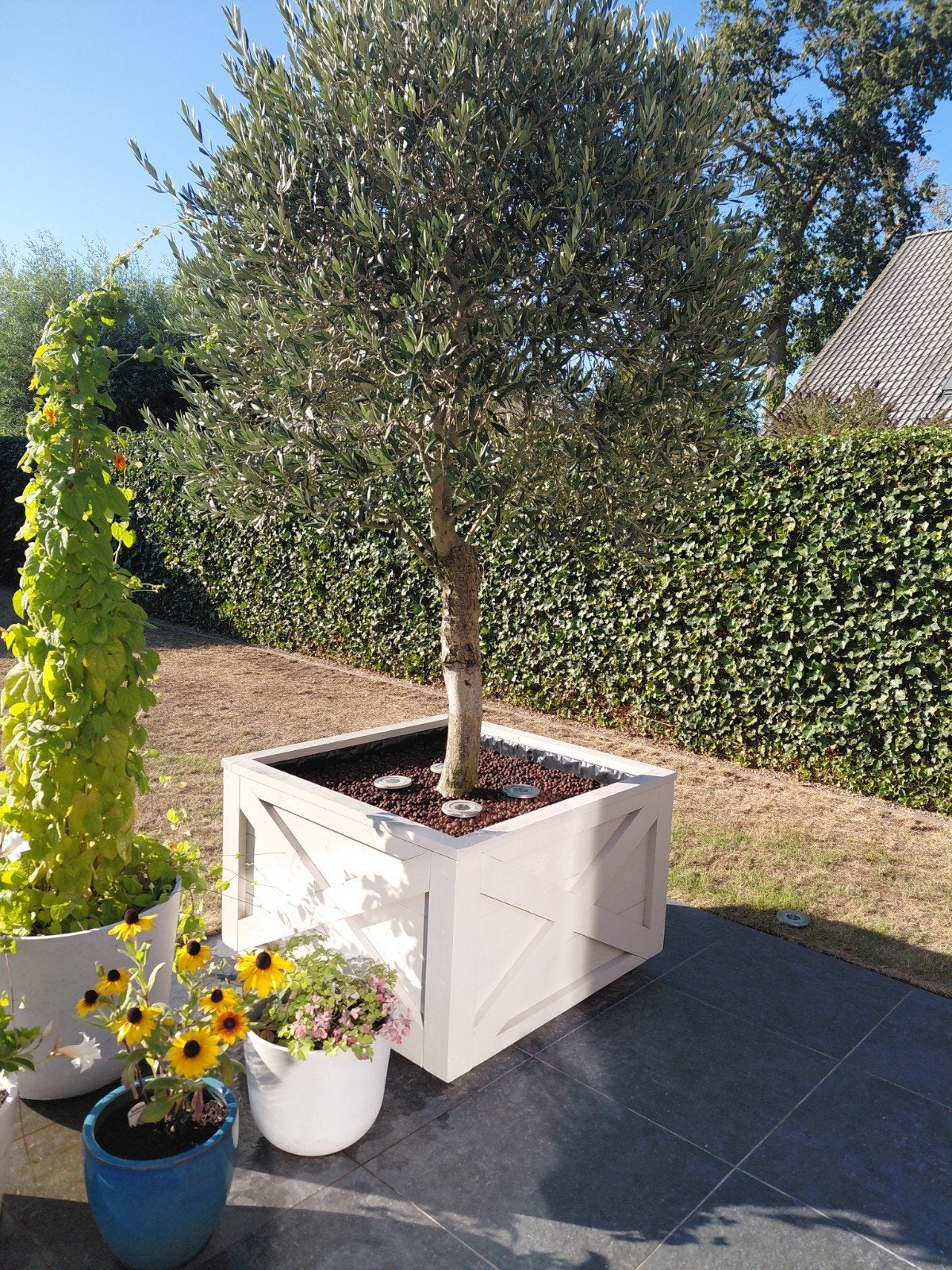 olijboom in een op maat gemaakte houten bak van 1m / 1m, Tuin en Terras, Ophalen, Olijfboom
