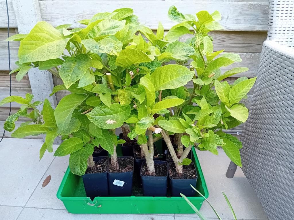 Brugmansia /engelen trompet, Tuin en Terras, Planten | Tuinplanten, Volle zon, Vaste plant, Zomer, Ophalen