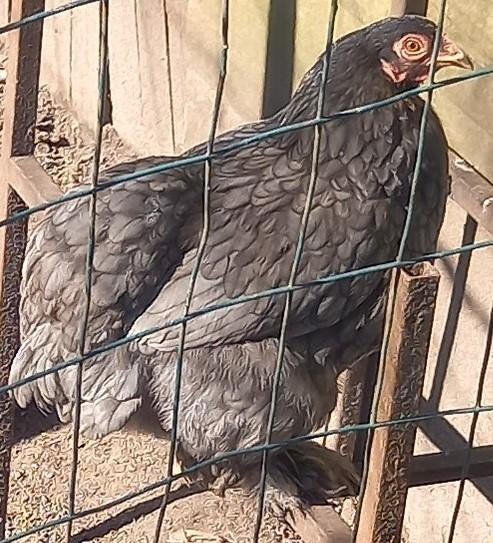 blauwe cochin kriel hen, Dieren en Toebehoren, Vrouwelijk, Kip