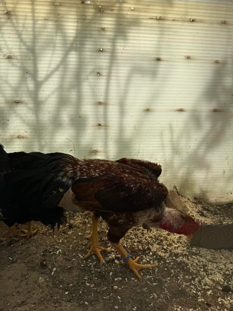 Japan shamo, Dieren en Toebehoren