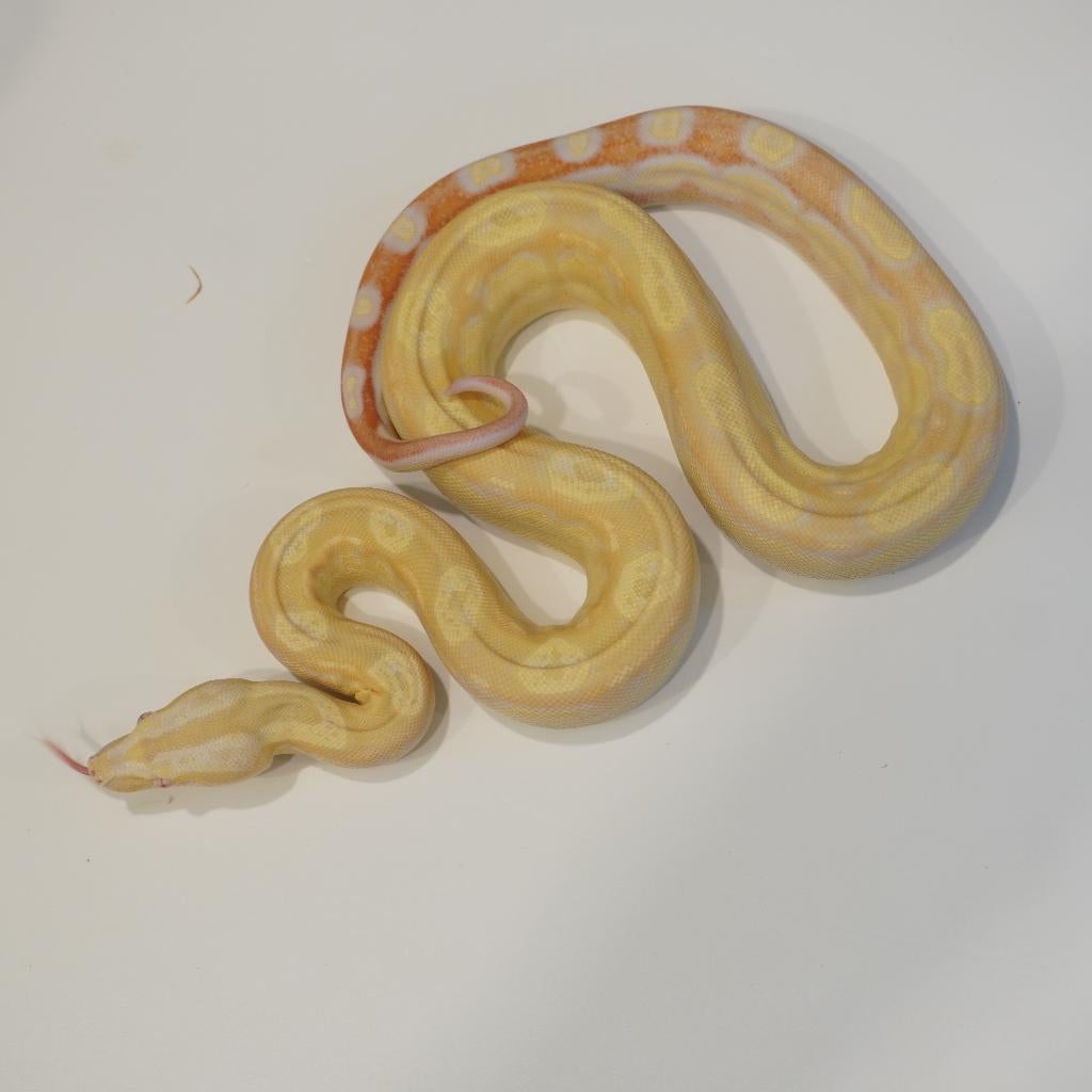 boa constrictor 'albino motley' vrouw., Dieren en Toebehoren, Slang, 0 tot 2 jaar