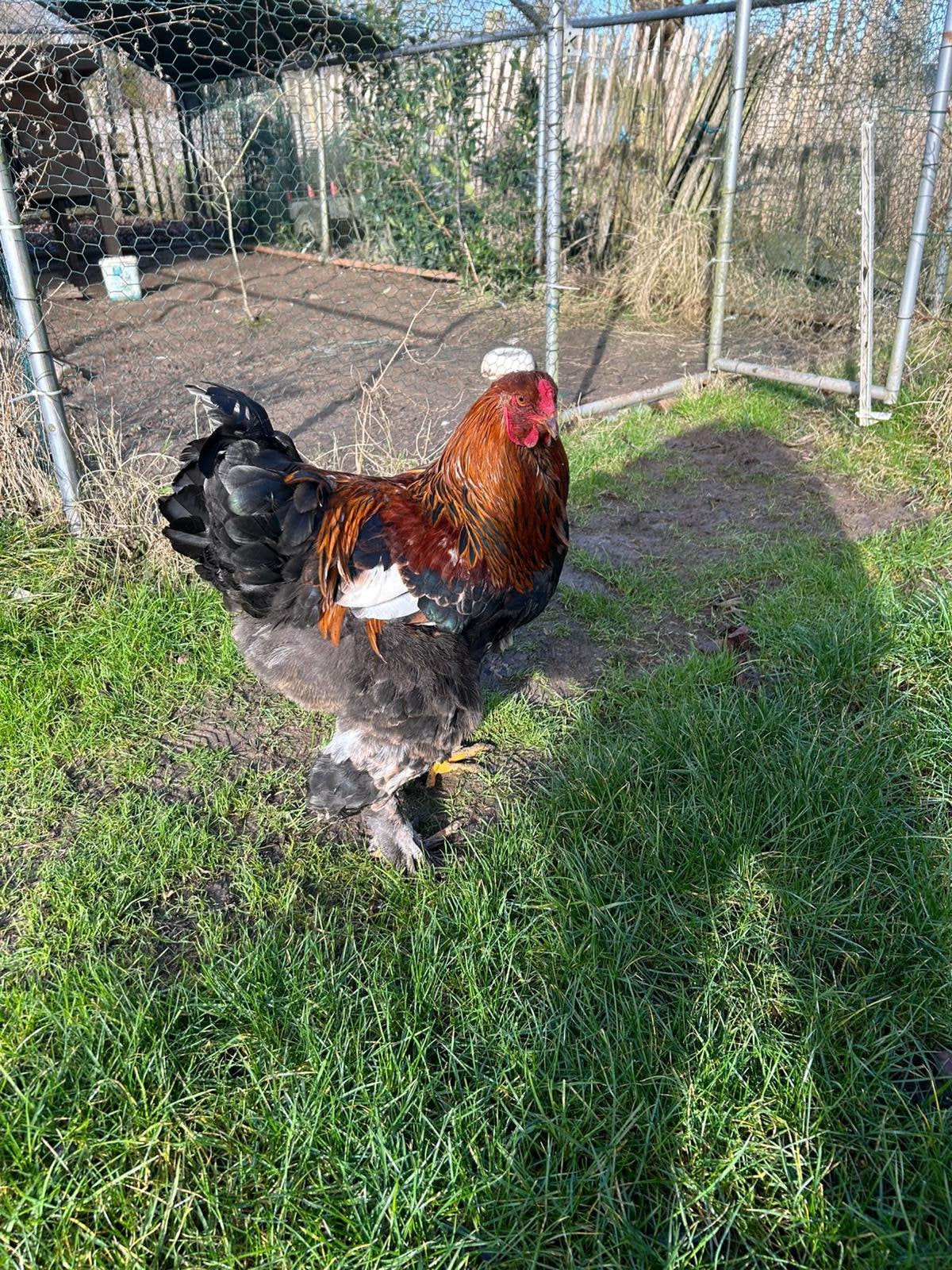 Brahma haan te koop, Dieren en Toebehoren, Pluimvee