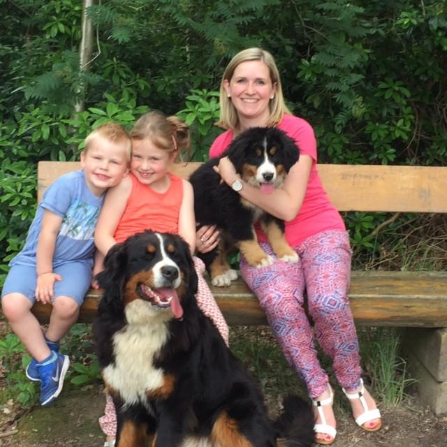 Chiots de montagne bernois exposés avec leurs parents, Chien (mâle), Autres races, Belgique, Plusieurs