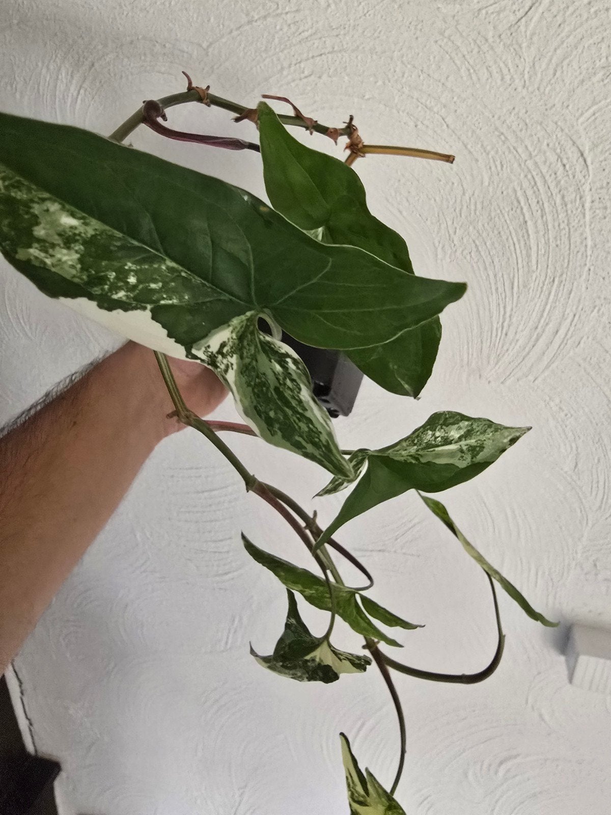 Syngonium Albo Variegata, Ophalen