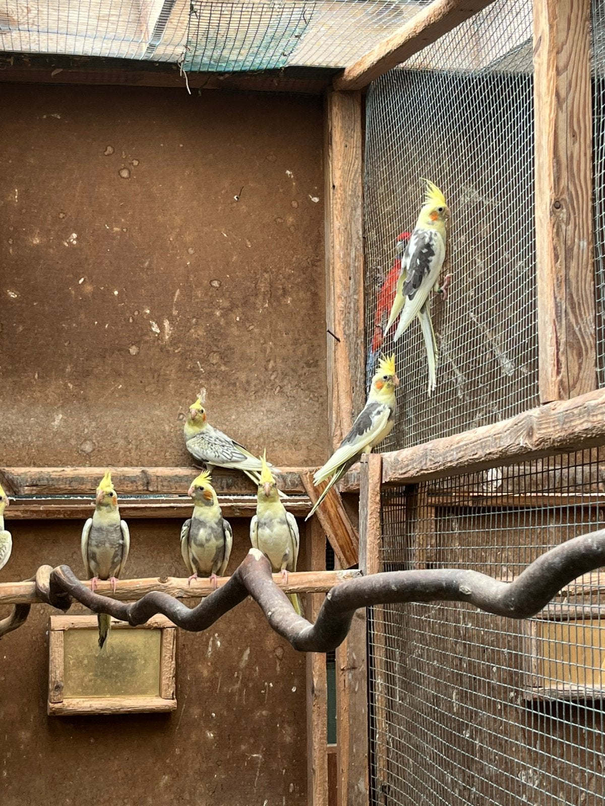 Valkparkieten bont en gepareld, Plusieurs animaux, Perruche