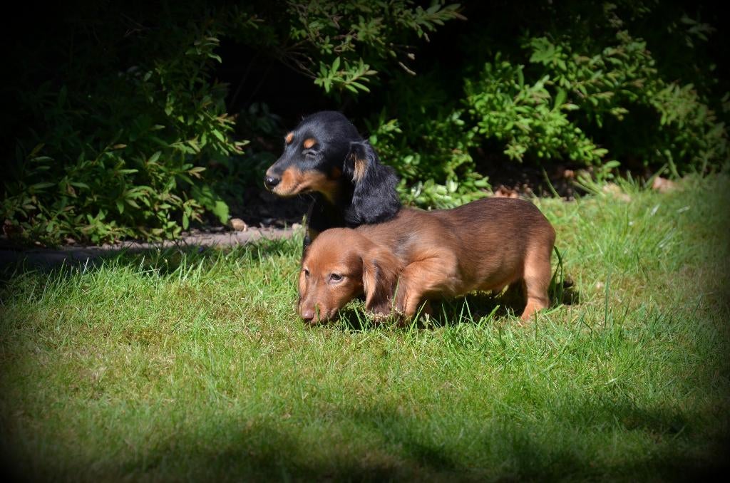 Langharige Teckel pups, Dieren en Toebehoren, Honden | Teckels en Dashonden, Parvo, België, Reu, 8 tot 15 weken