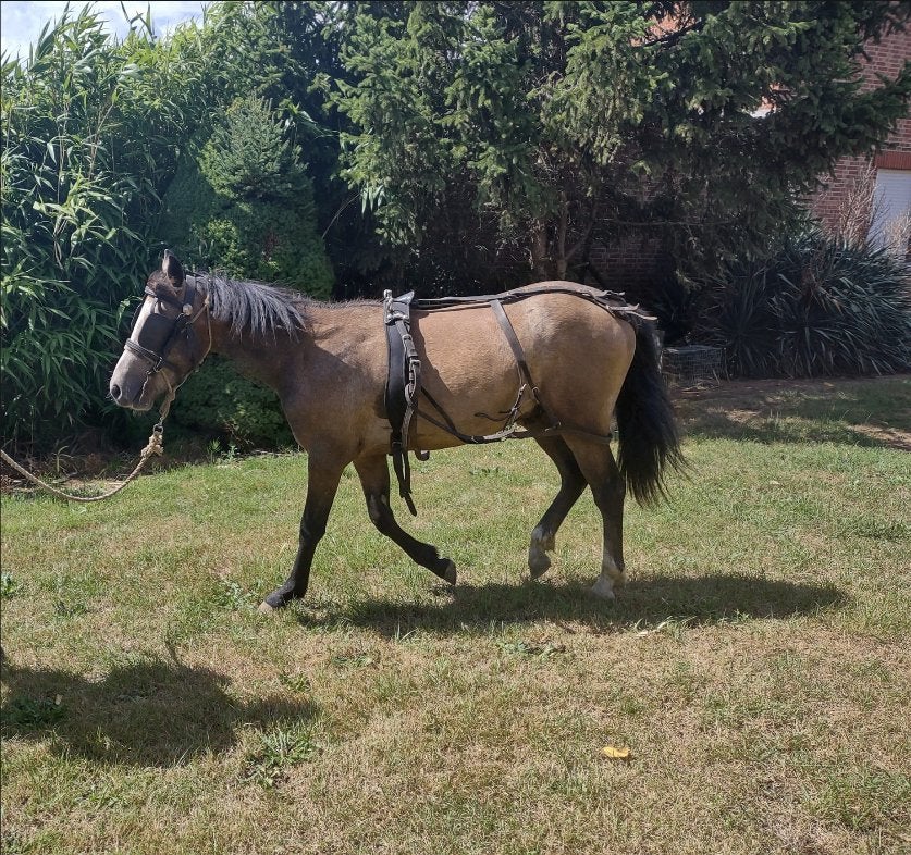 Prachtige superbrave B/C pony type welsh, Dieren en Toebehoren, B, Gechipt