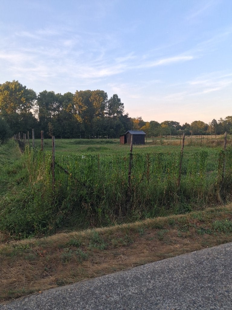 Weide te huur, Dieren en Toebehoren, Stalling en Weidegang, Stalling