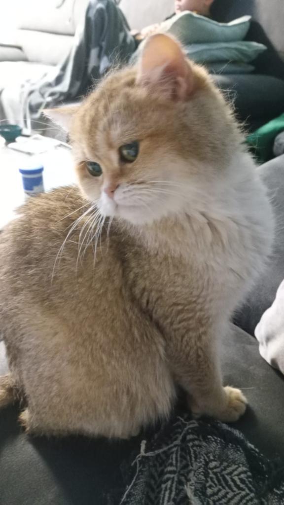 Kattin britannique à poil court, 3 à 5 ans