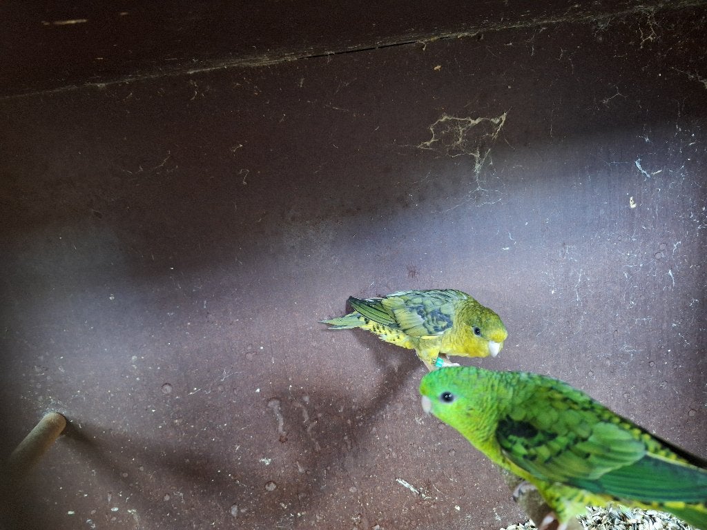 Catharina's, Dieren en Toebehoren, Meerdere dieren, Parkiet, Geringd