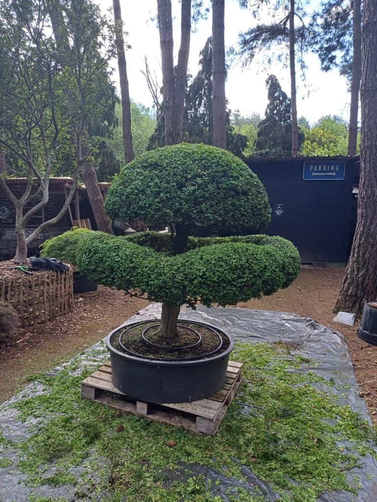 buxus oud bonsai, Tuin en Terras, Planten | Bomen, Ophalen