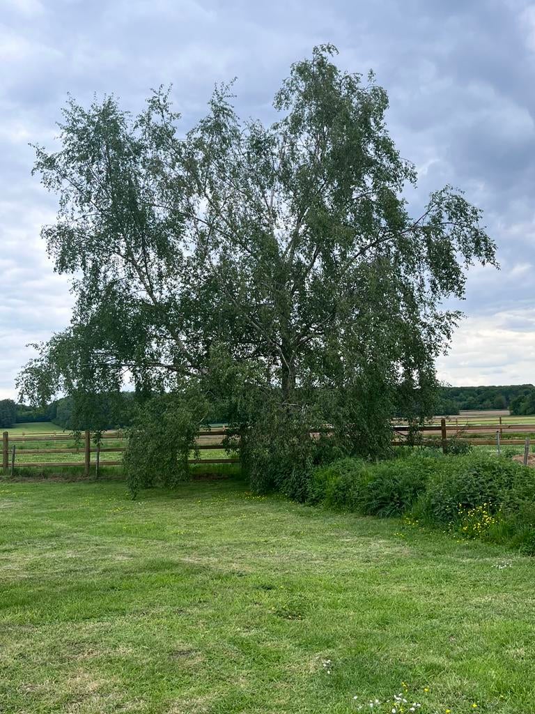 Gratis brandhout, Tuin en Terras, Ophalen