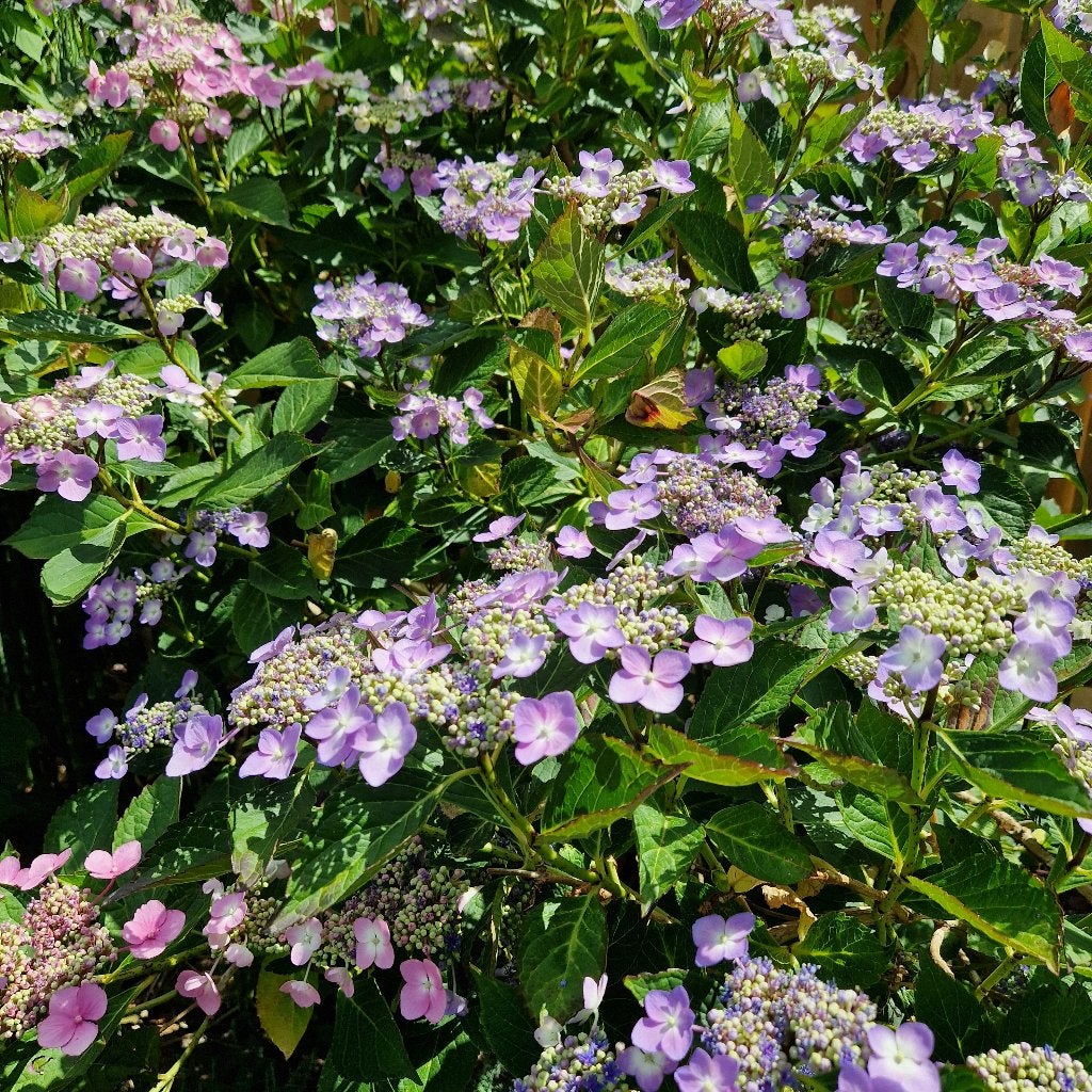 hortensia's, Ophalen, Zomer