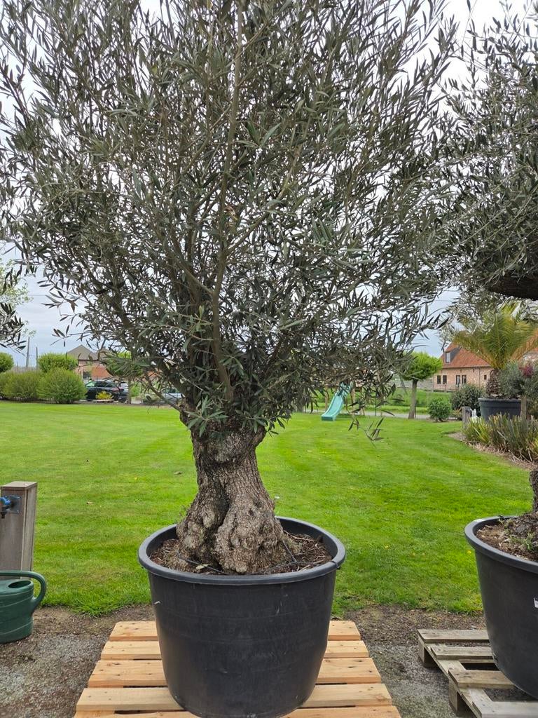 Olijfboom Olea Europaea, Tuin en Terras, Ophalen, Olijfboom