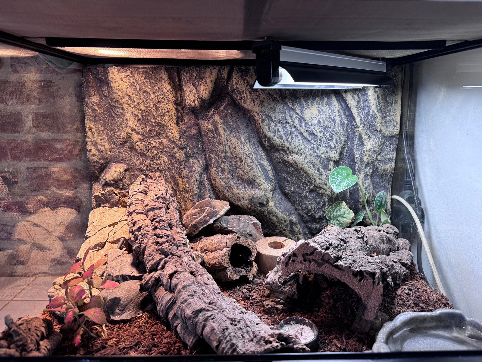 Complete terarium met luipaard gekko, Animaux & Accessoires, Reptiles & Amphibiens | Accessoires, Enlèvement, Comme neuf