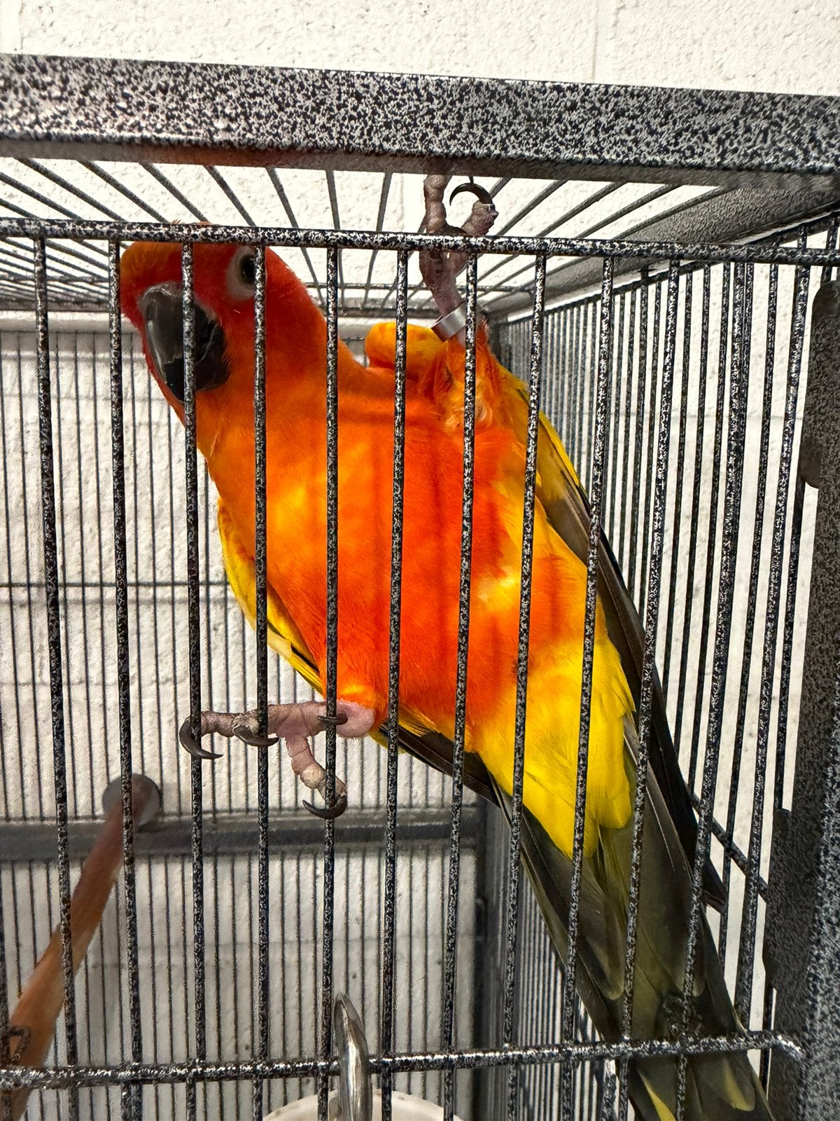 conure soleil, Dieren en Toebehoren