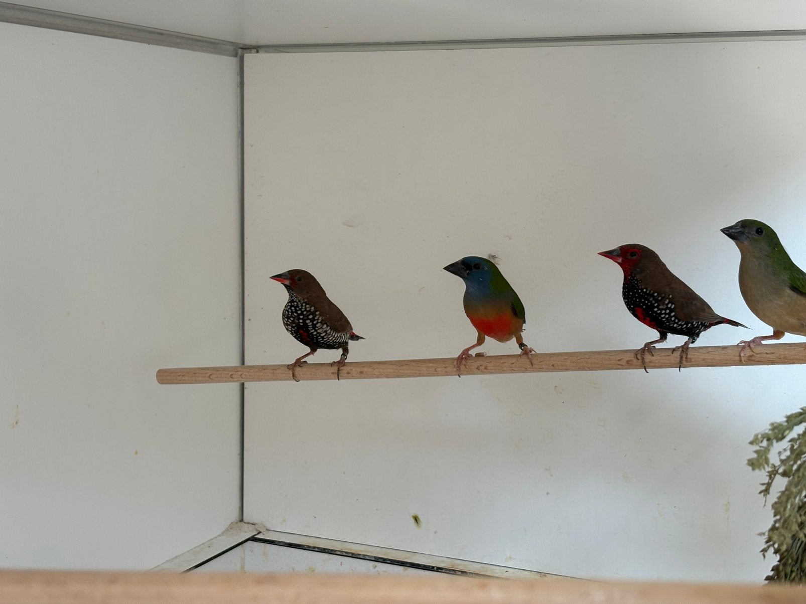 Indische non parels, Meerdere dieren, Tropenvogel, Geringd