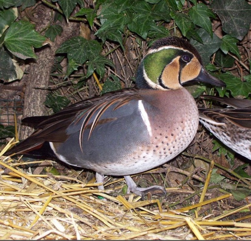 Verschillende soorten siereenden/eende, Meerdere dieren, Eend