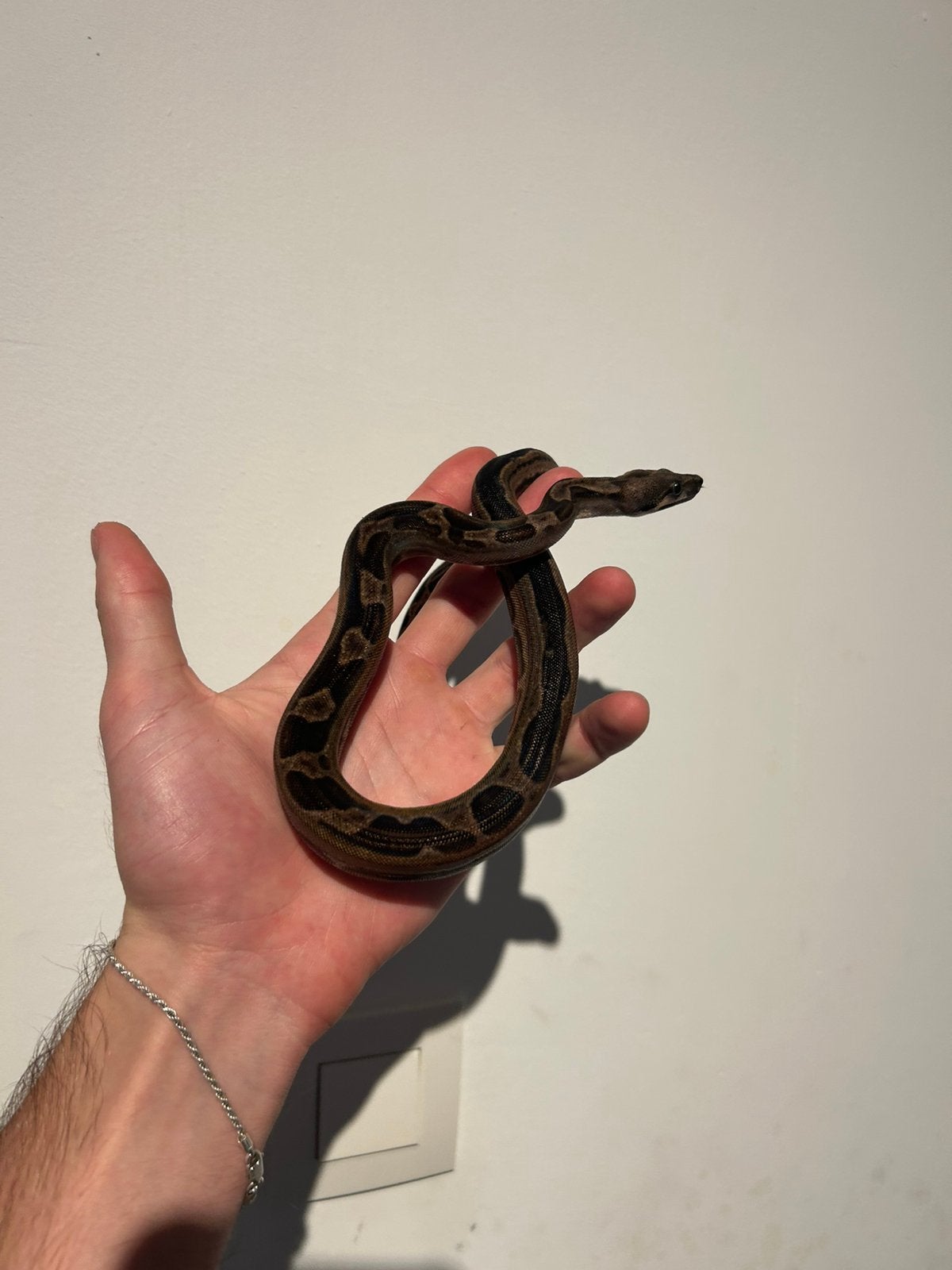 0.1 Boa Constrictor Imperator Motley het leopard/kahl, Dieren en Toebehoren, Slang, Tam, 0 tot 2 jaar
