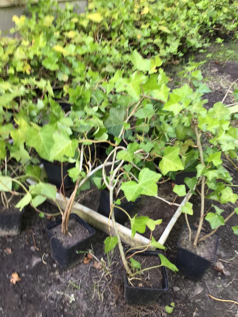 Klimop planten te koop., Ophalen, Volle zon, Vaste plant, Bloeit niet