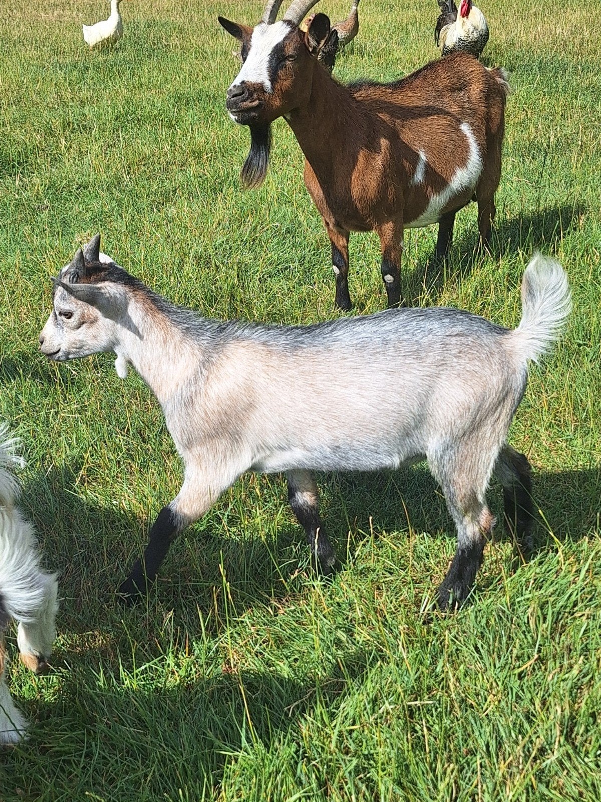 Dwerggeit bokje, Dieren en Toebehoren, Mannelijk, Geit, 0 tot 2 jaar