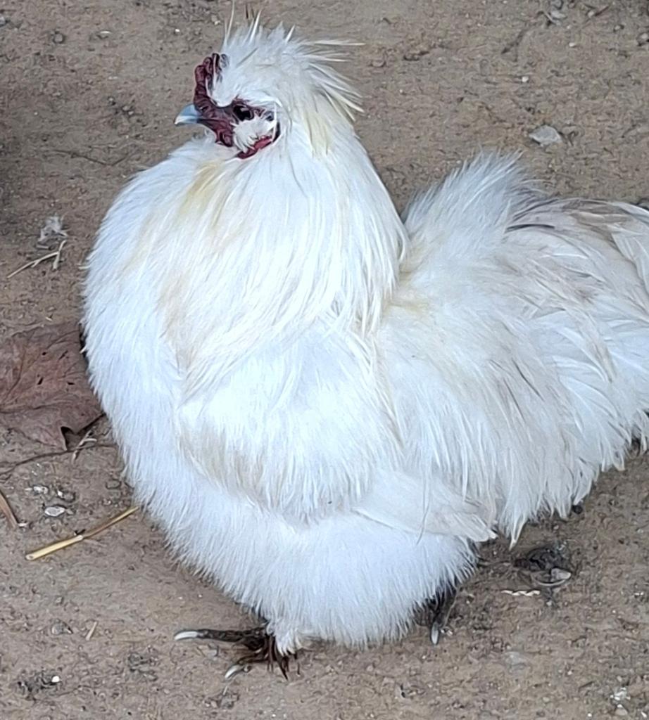 USA witte zijdehoen hanen, Dieren en Toebehoren, Pluimvee, Meerdere dieren, Kip