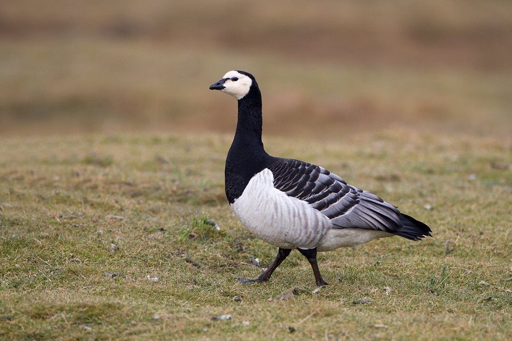Oies bernacle, Animaux & Accessoires, Volatiles, Plusieurs animaux, Oie ou Cygne