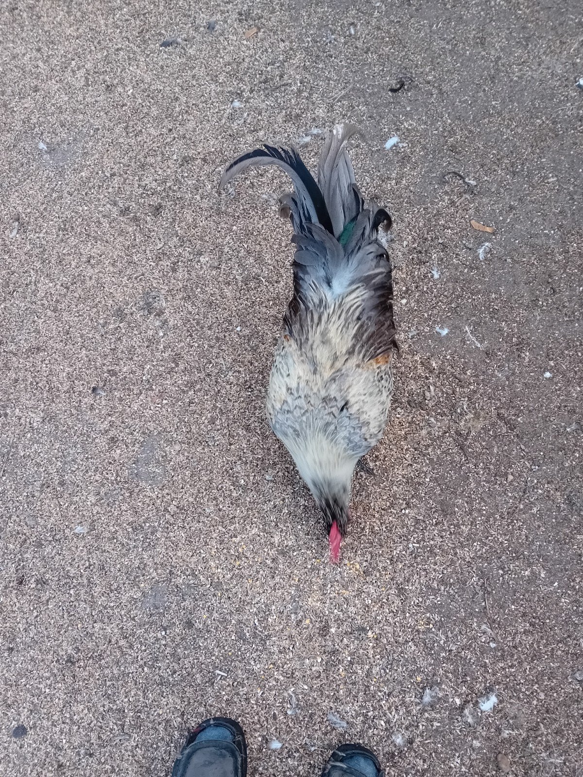 mooien groote haan, Poule ou poulet