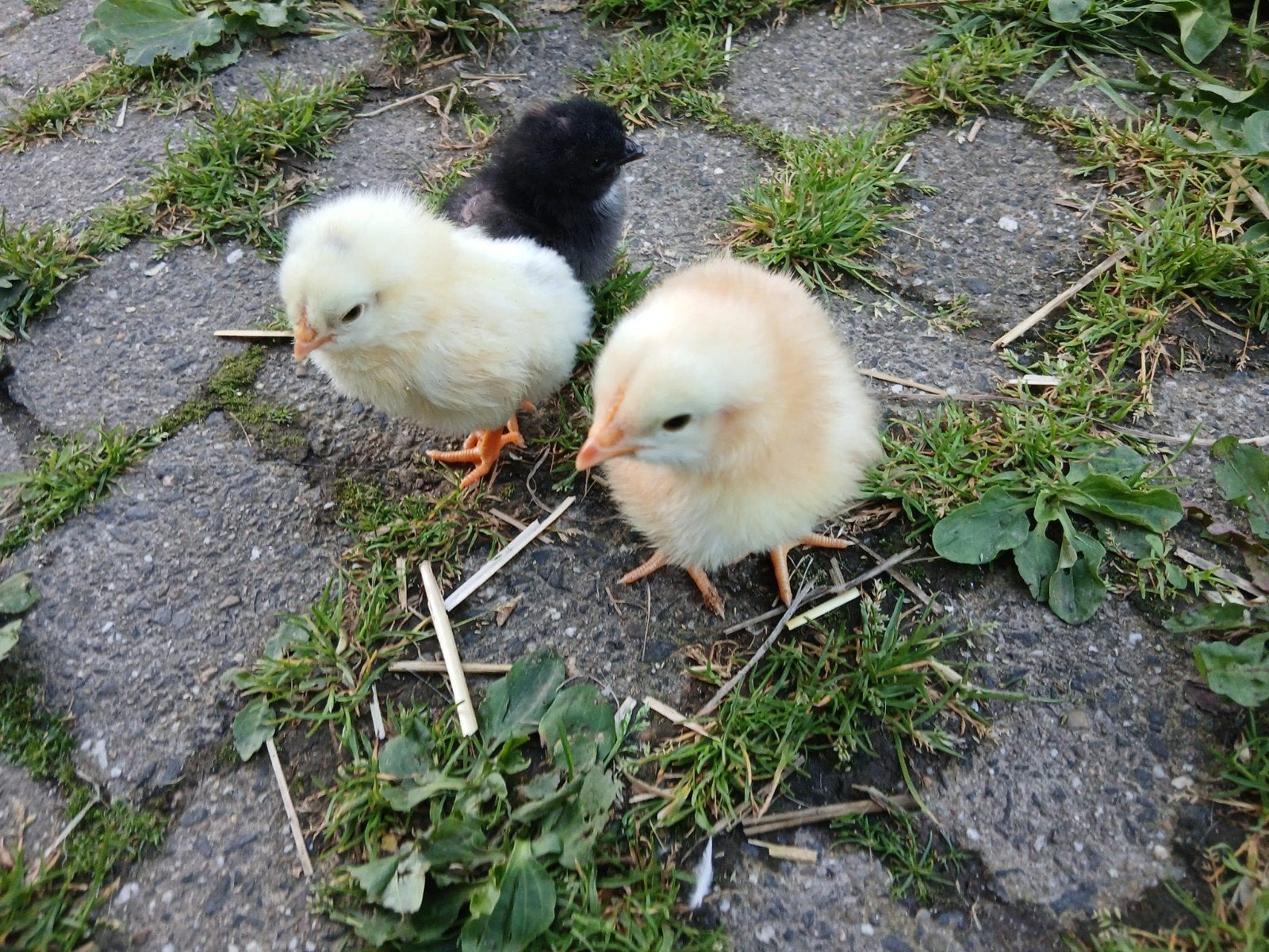 Kuikens, Dieren en Toebehoren, Pluimvee