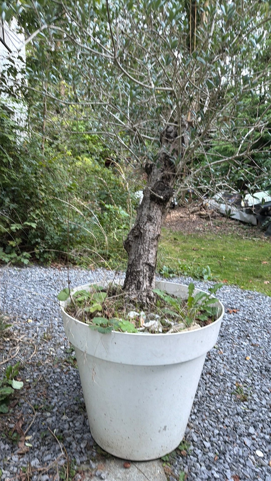 Olijfboom in grote pot, En pot, 100 à 250 cm, Plein soleil, Été