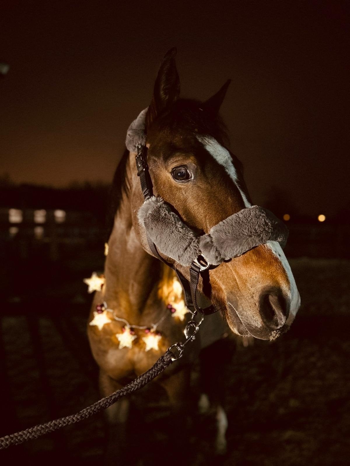 Lieve ruin 2019, Dieren en Toebehoren, Met stamboom, Ruin, 7 tot 10 jaar, 160 tot 165 cm