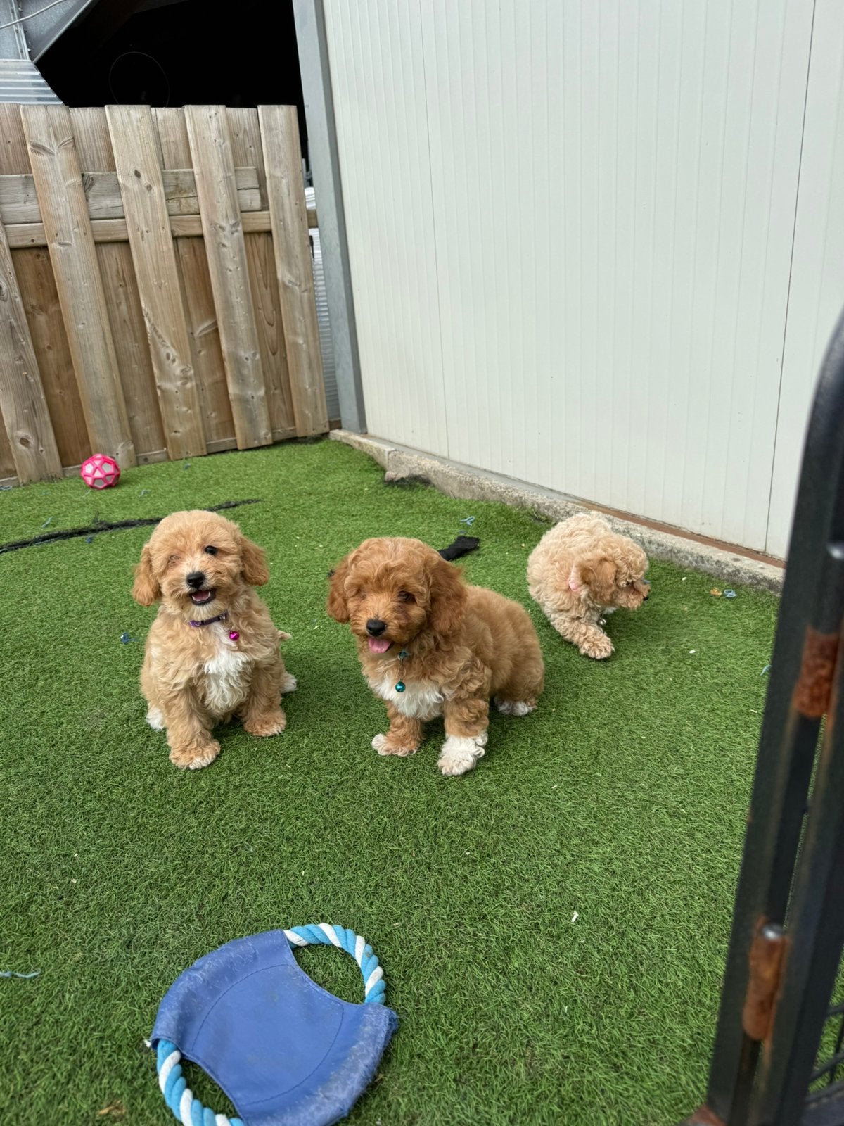 Prachtige maltipoo pupjes, Dieren en Toebehoren, Parvo, België, Overige rassen, 8 tot 15 weken