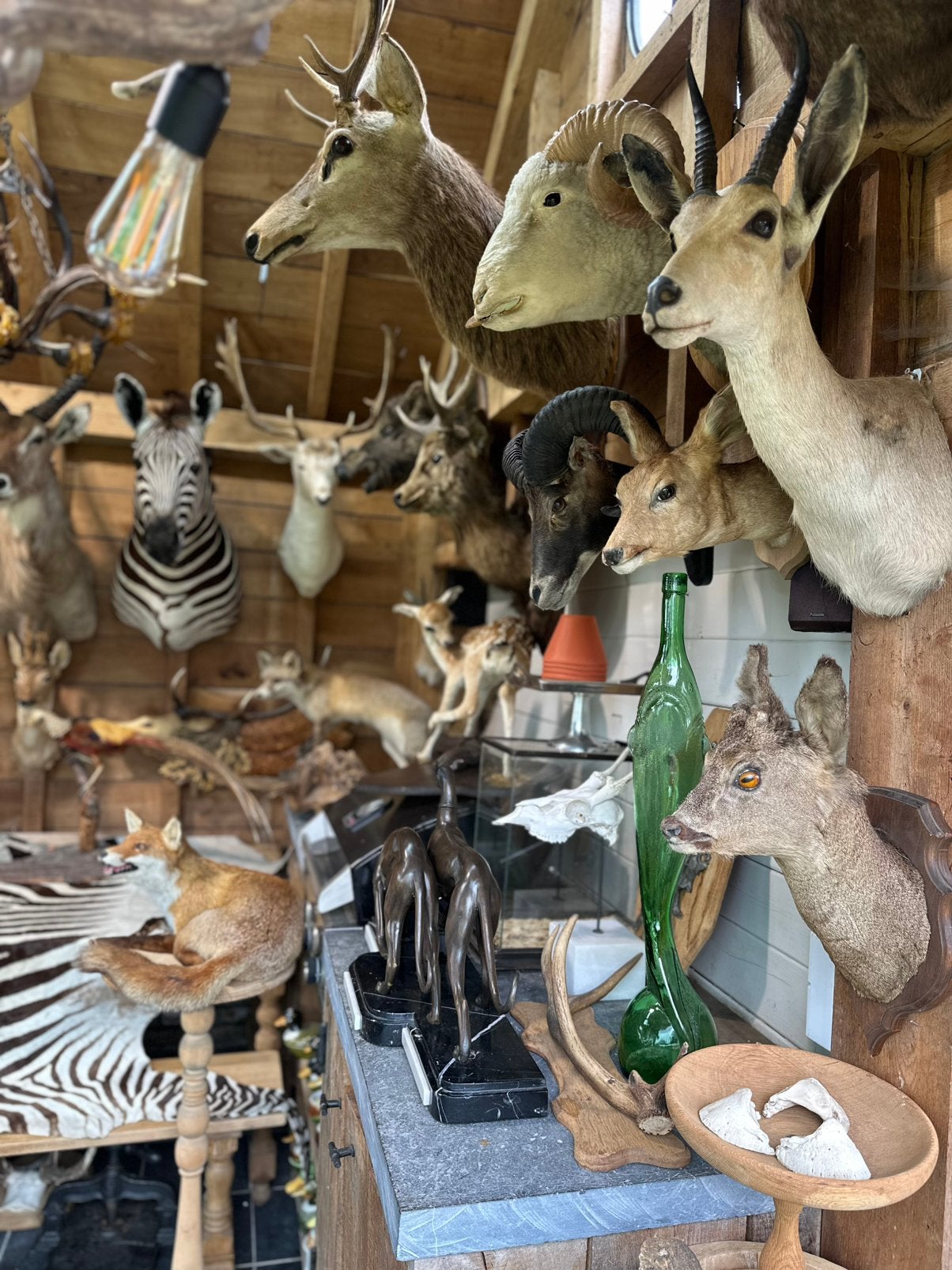 Taxidermie dieren opgezette, Enlèvement