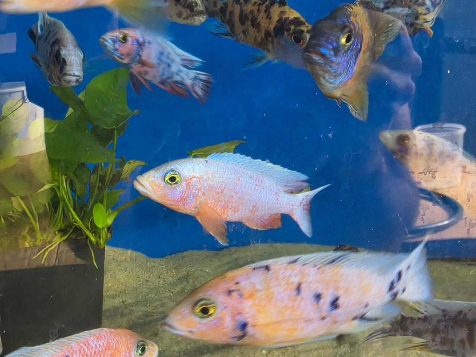 Malawi Sciaenochromis fryeri pink