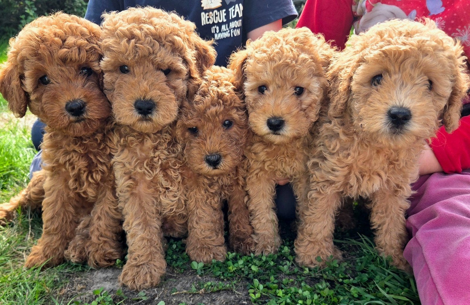 Beaux chiots caniches nains, 8 à 15 semaines, Plusieurs, Éleveur | Loisir, Caniche