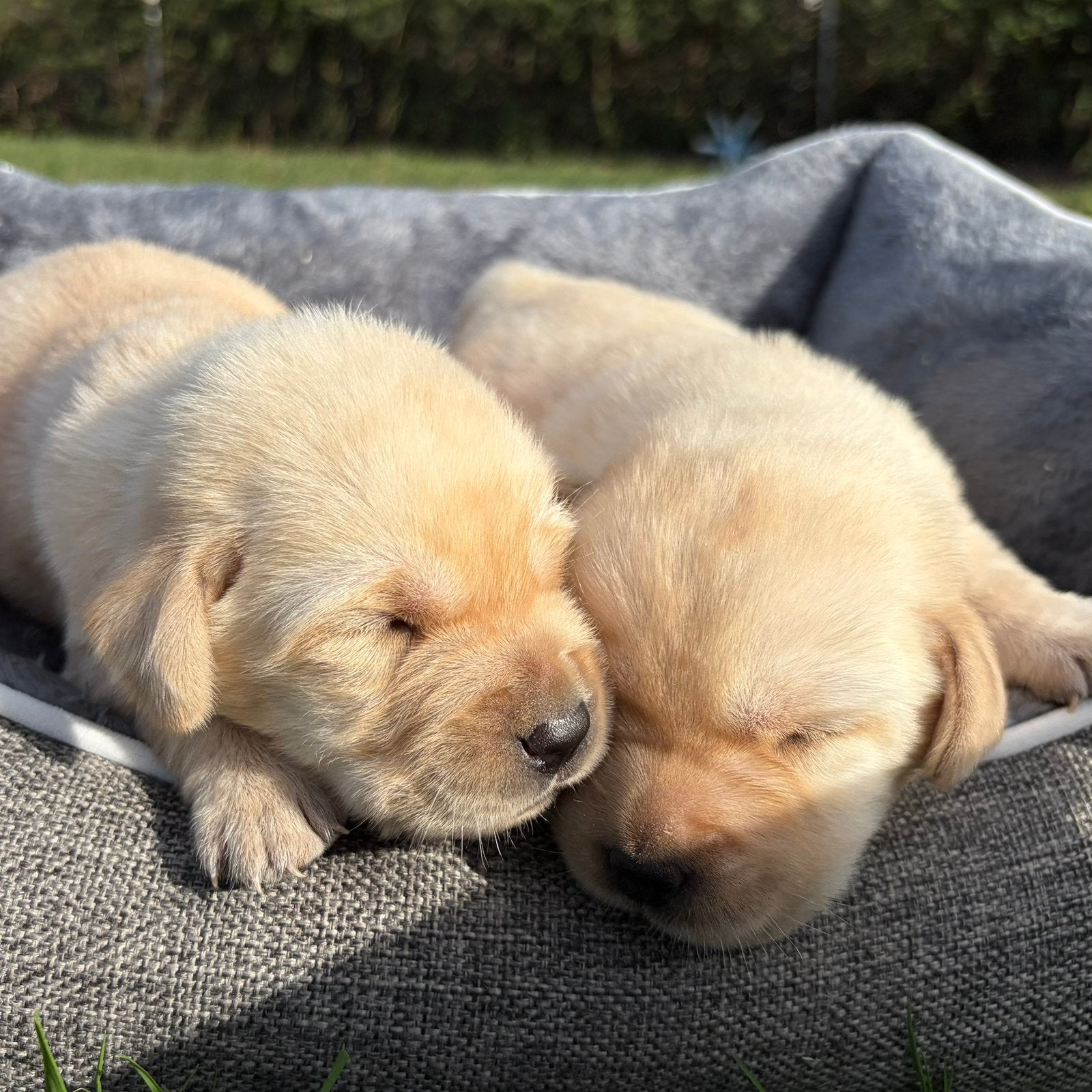 Superbes chiots labrador (chocolat, blond et noir), Labrador retriever, Plusieurs, Belgique, Plusieurs animaux
