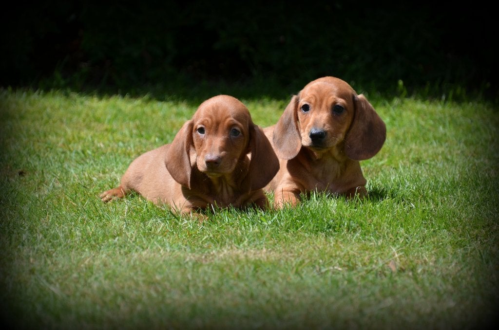 Teckel pups bruin, Dieren en Toebehoren, Parvo, België, 8 tot 15 weken, Korthaar