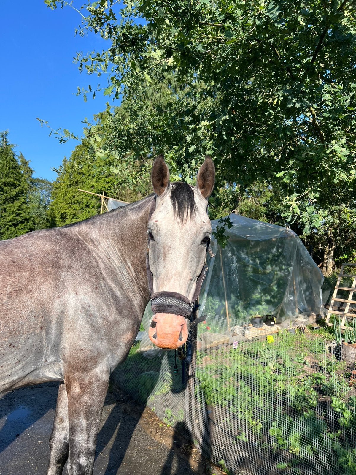 Paard, Dieren en Toebehoren, Paarden, Ruin