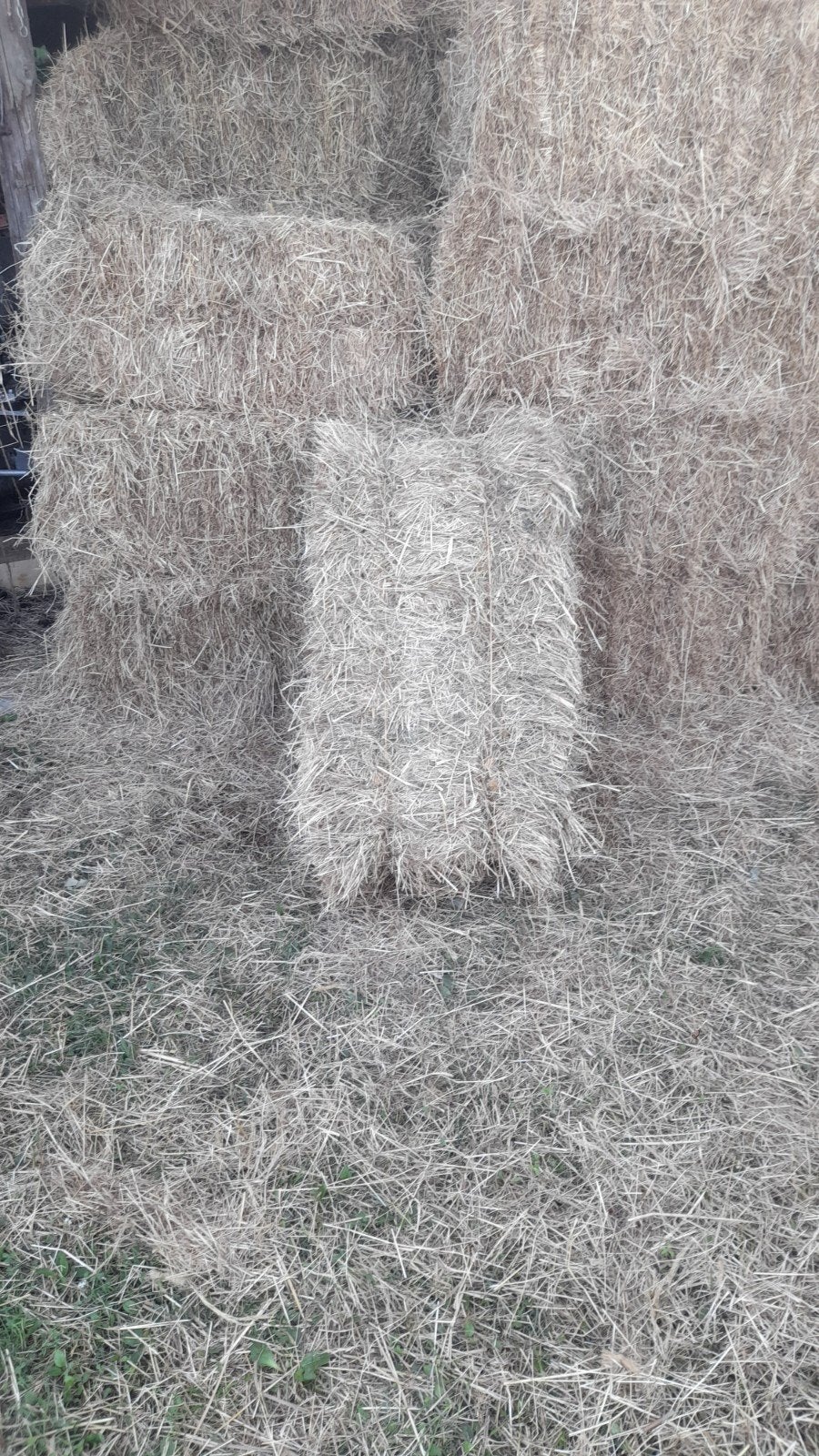Hooi te koop, Dieren en Toebehoren, Paarden