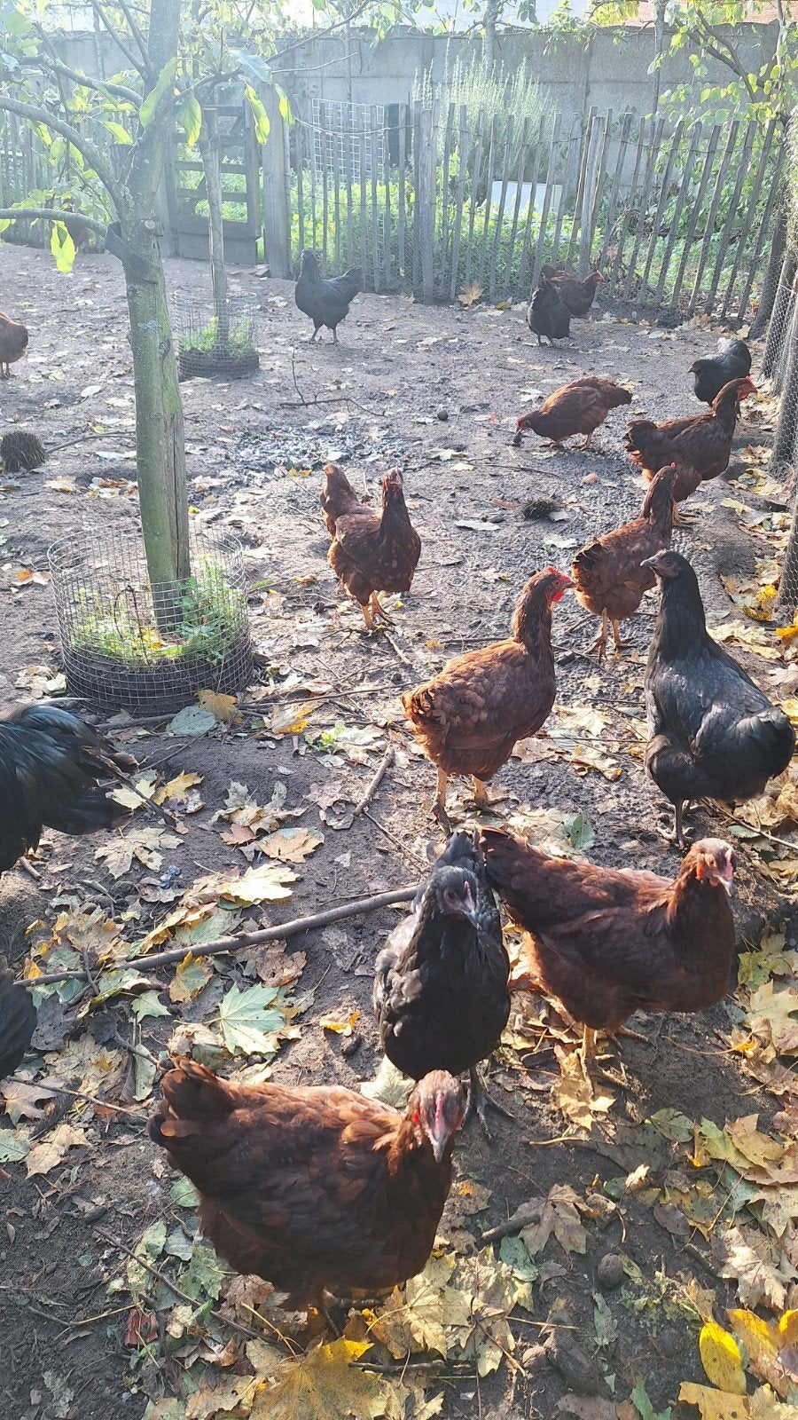 rhode island red hennen, Dieren en Toebehoren